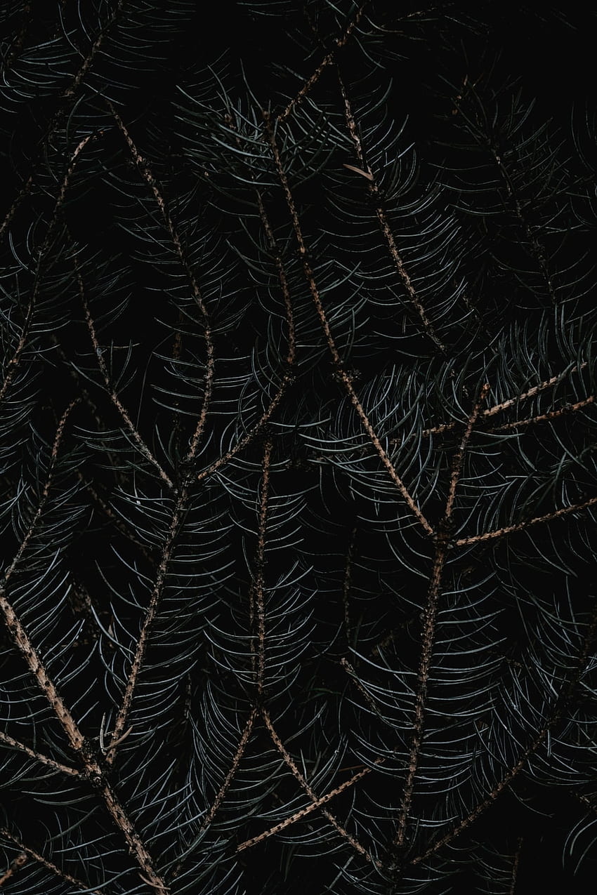갈색 말린 잎에 거미줄 â 캐나다, Darknet HD 전화 배경 화면